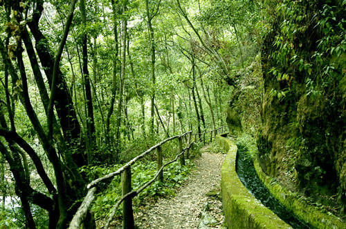 Bosque De Gran Canaria
